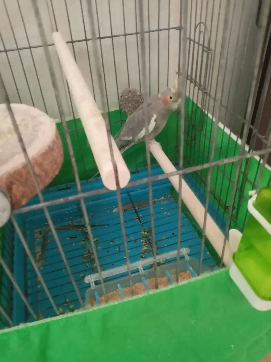 عروس هلندی ماده|پرنده|پاکدشت, پاکدشت (مامازند)|دیوار