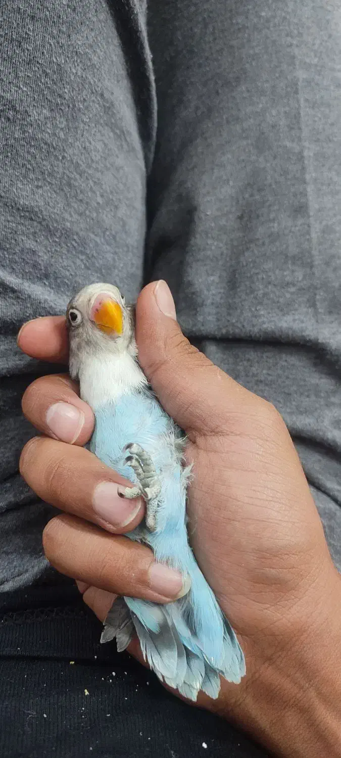 کوتوله 3ماه و نیمه نر|پرنده|فریمان, |دیوار