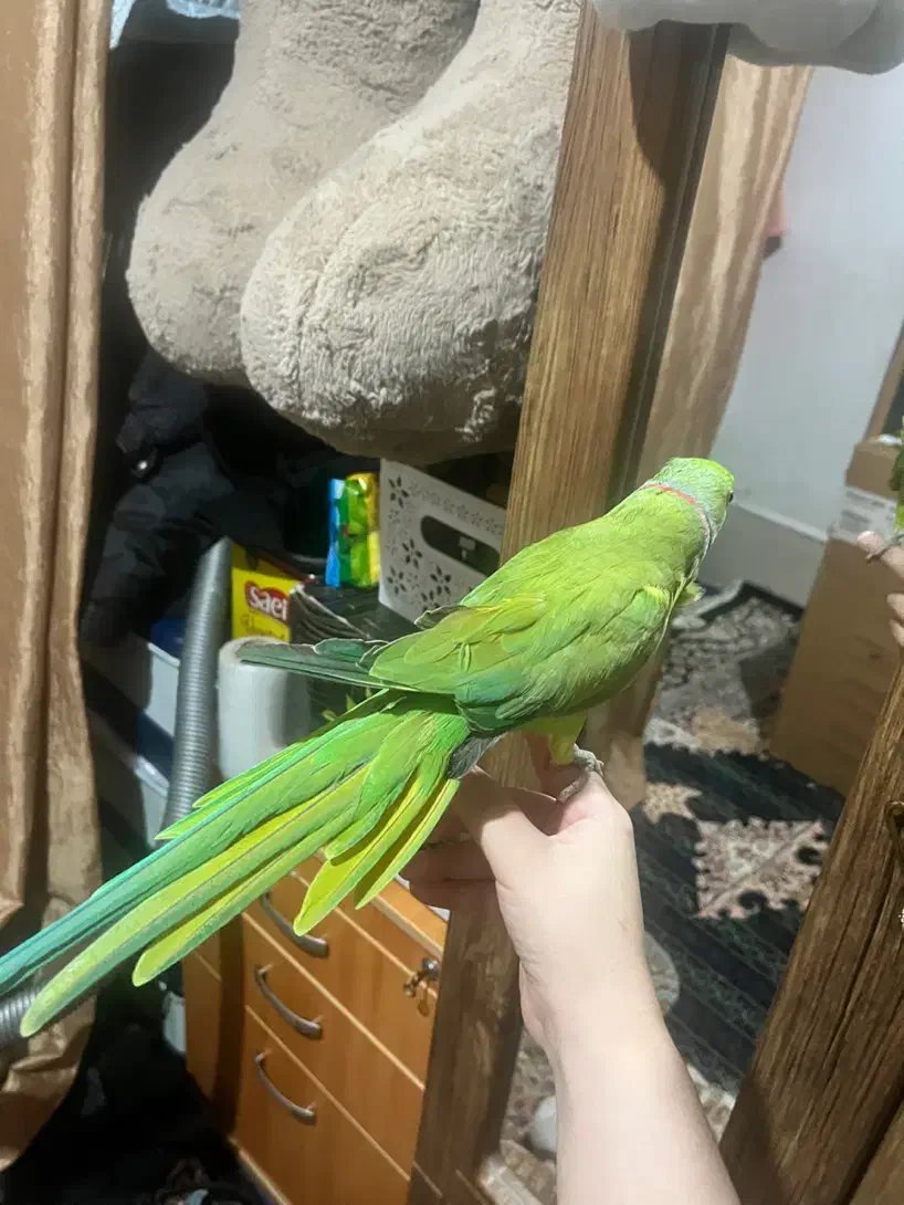 ۴۵۰۰. دستی|حیوانات|شیراز, کوشک میدان|دیوار