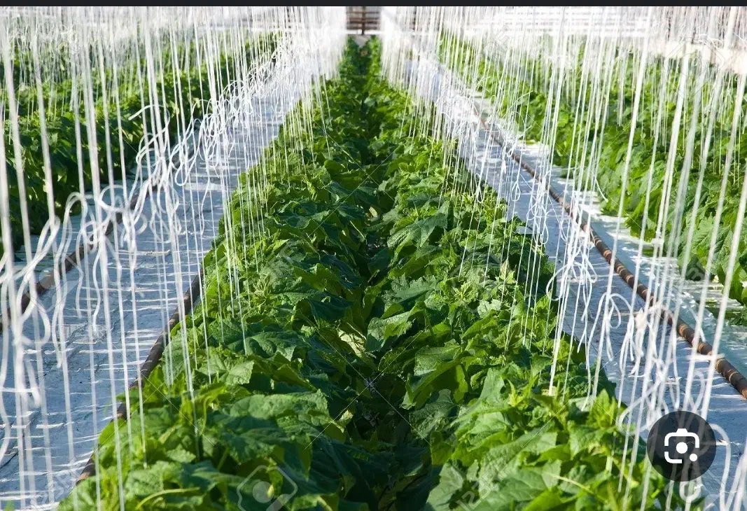 گلخانه آماده بهره‌برداری|فروش دفتر صنعتی، کشاورزی، تجاری|عسگران, |دیوار