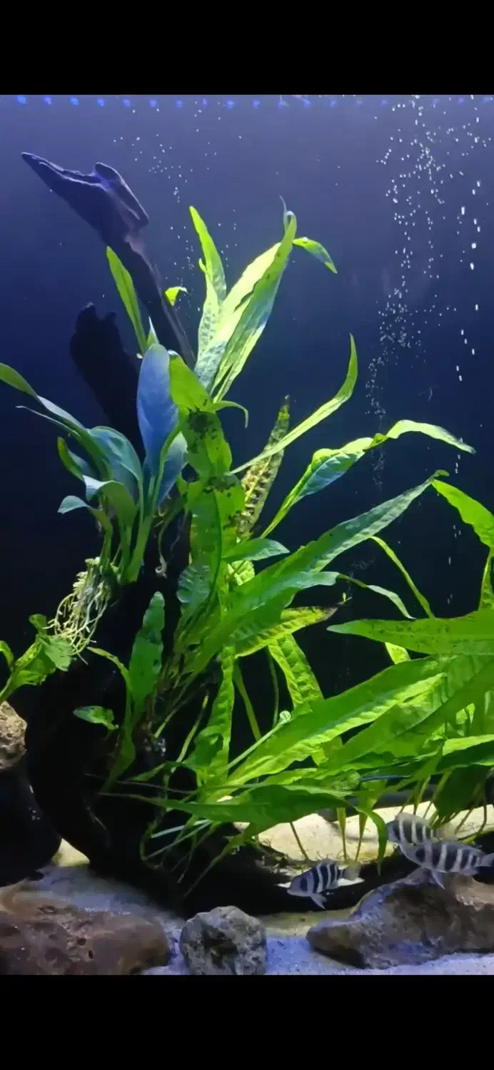 گله کت فیش ویسکرز ، چوب آبنوس نیم متری|ماهی|رشت, چله خانه|دیوار