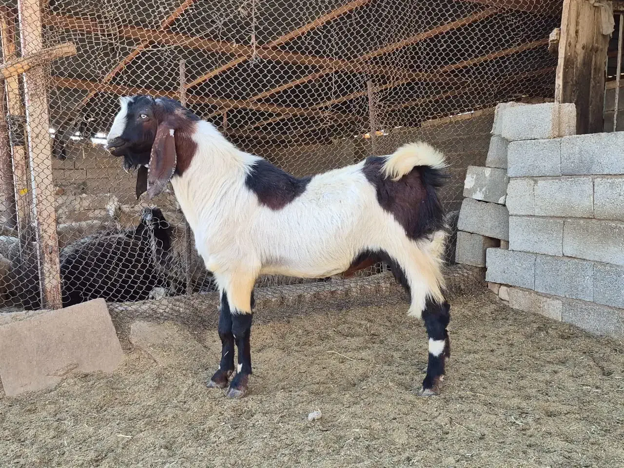 دبر جوان مست|حیوانات مزرعه|سیدان, |دیوار