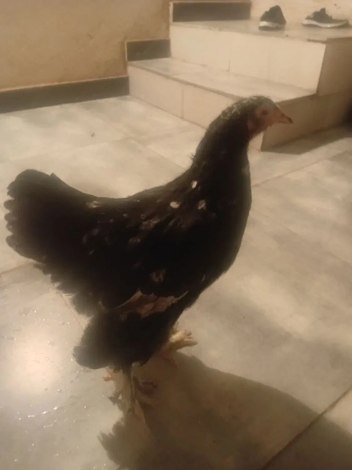 مرغ برهما|حیوانات مزرعه|احمدآبادمستوفی, |دیوار