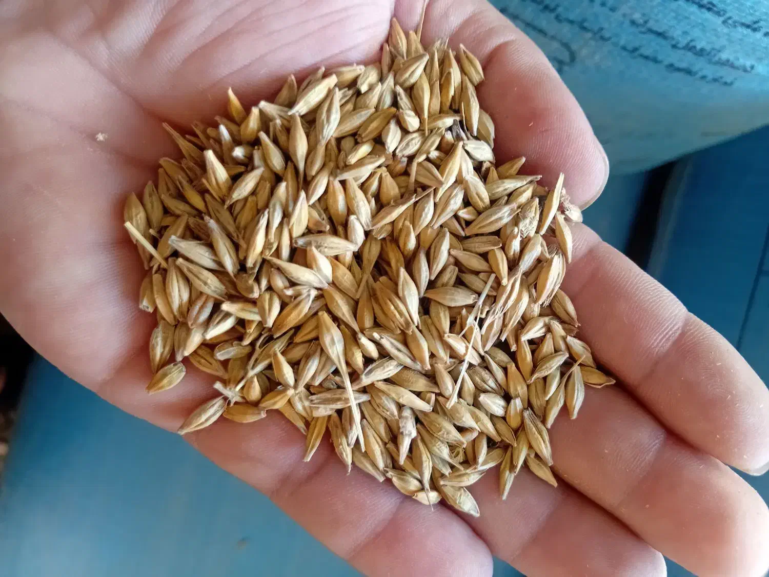 فروش جو خارجی|خدمات باغبانی و درختکاری|گنبد کاووس, |دیوار