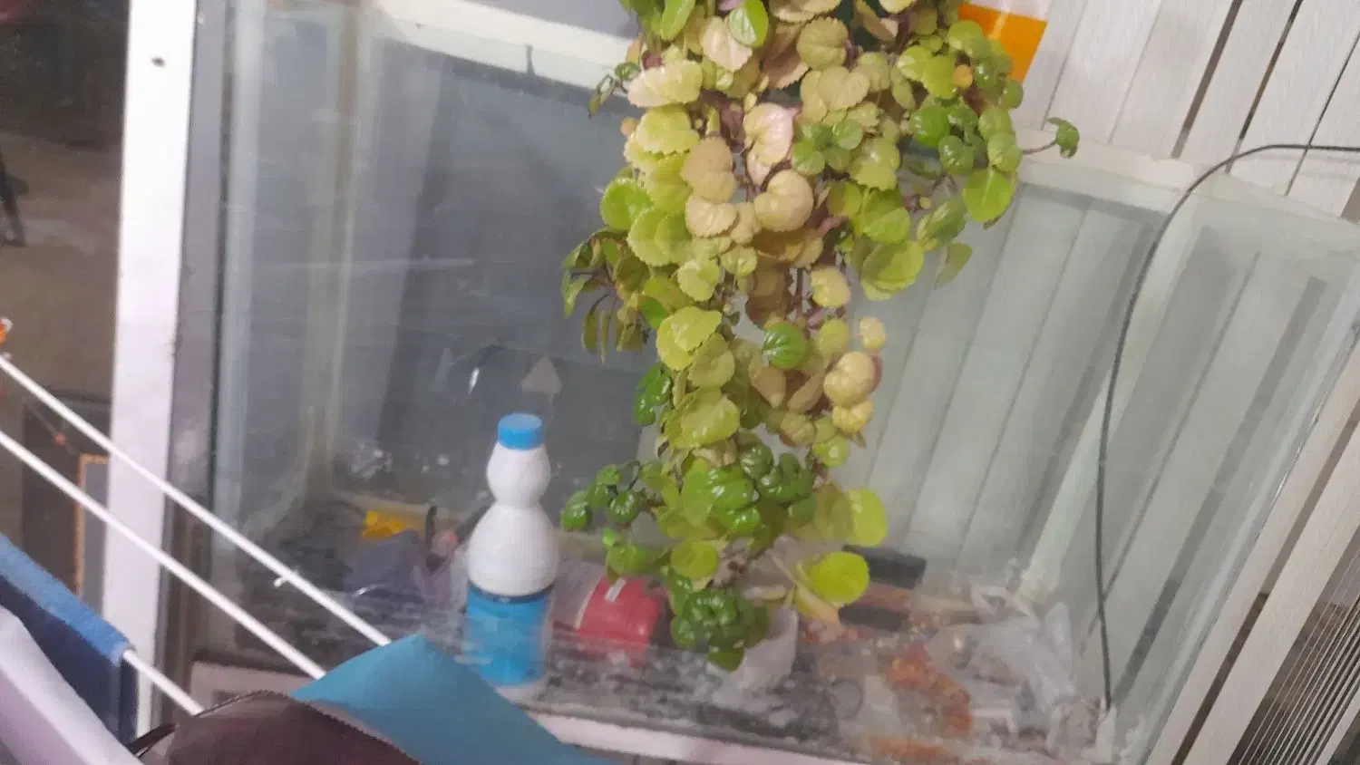 آکواریوم بزرگ با پایه|ماهی|آشخانه, |دیوار