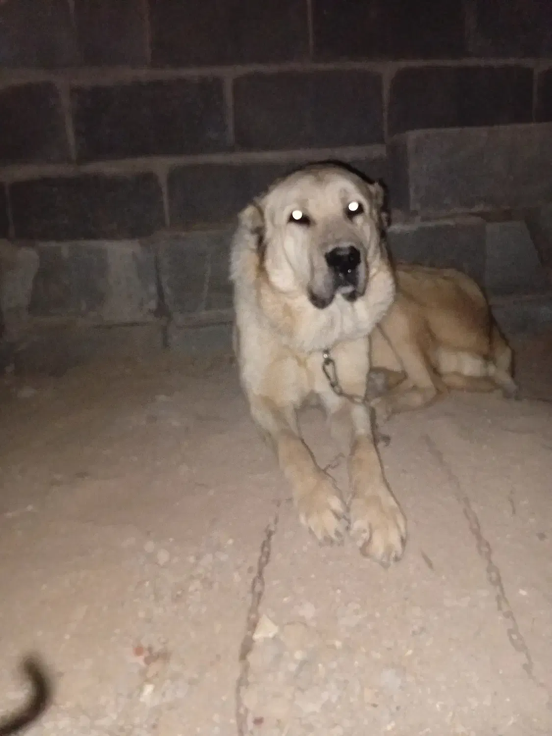 لاس سراب|سگ|اصفهان, بهارستان (مخابرات)|دیوار