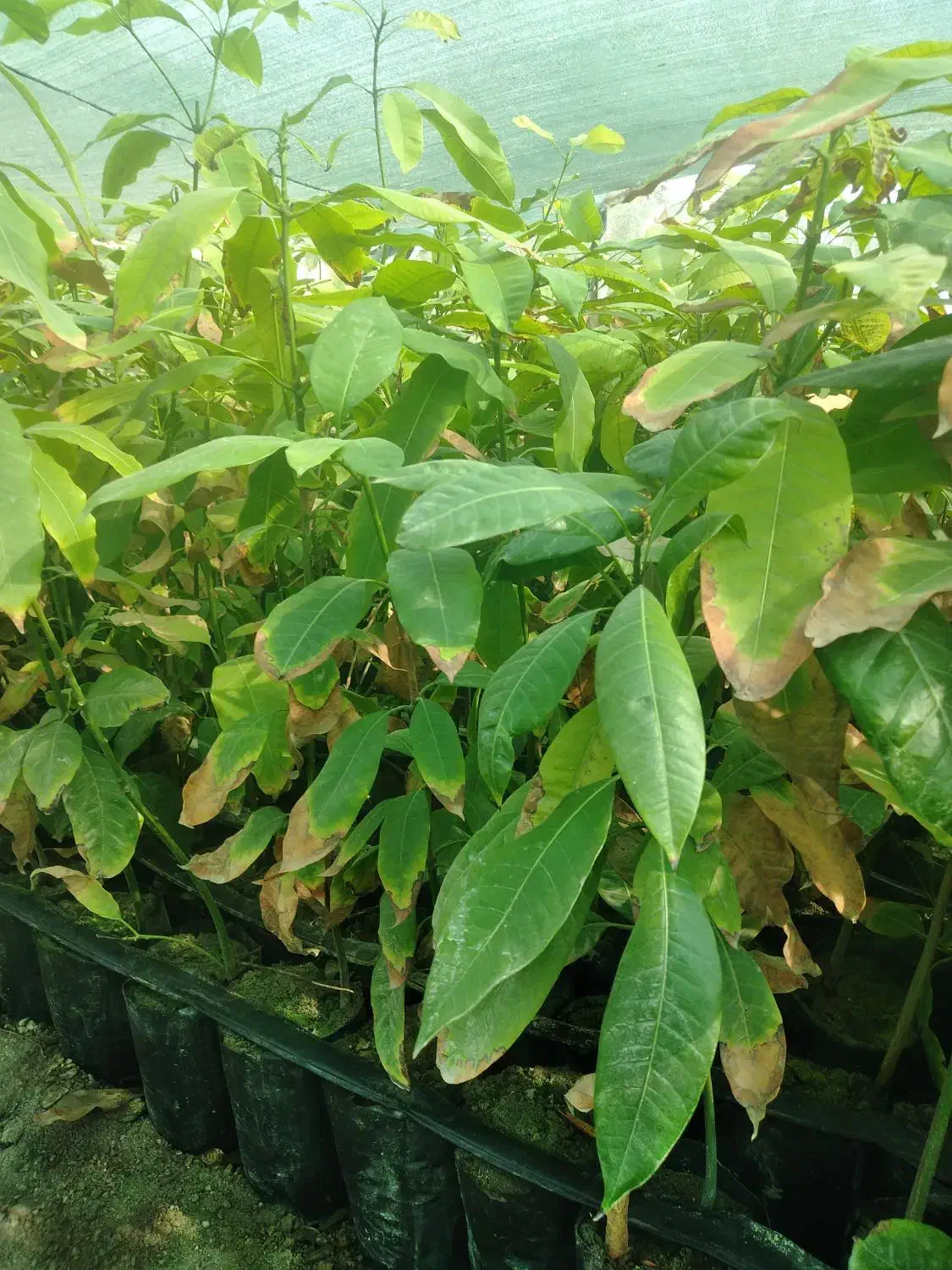 نهال انبه پاکستانی بذری عمده رودان|گل و گیاه طبیعی|رودان, |دیوار