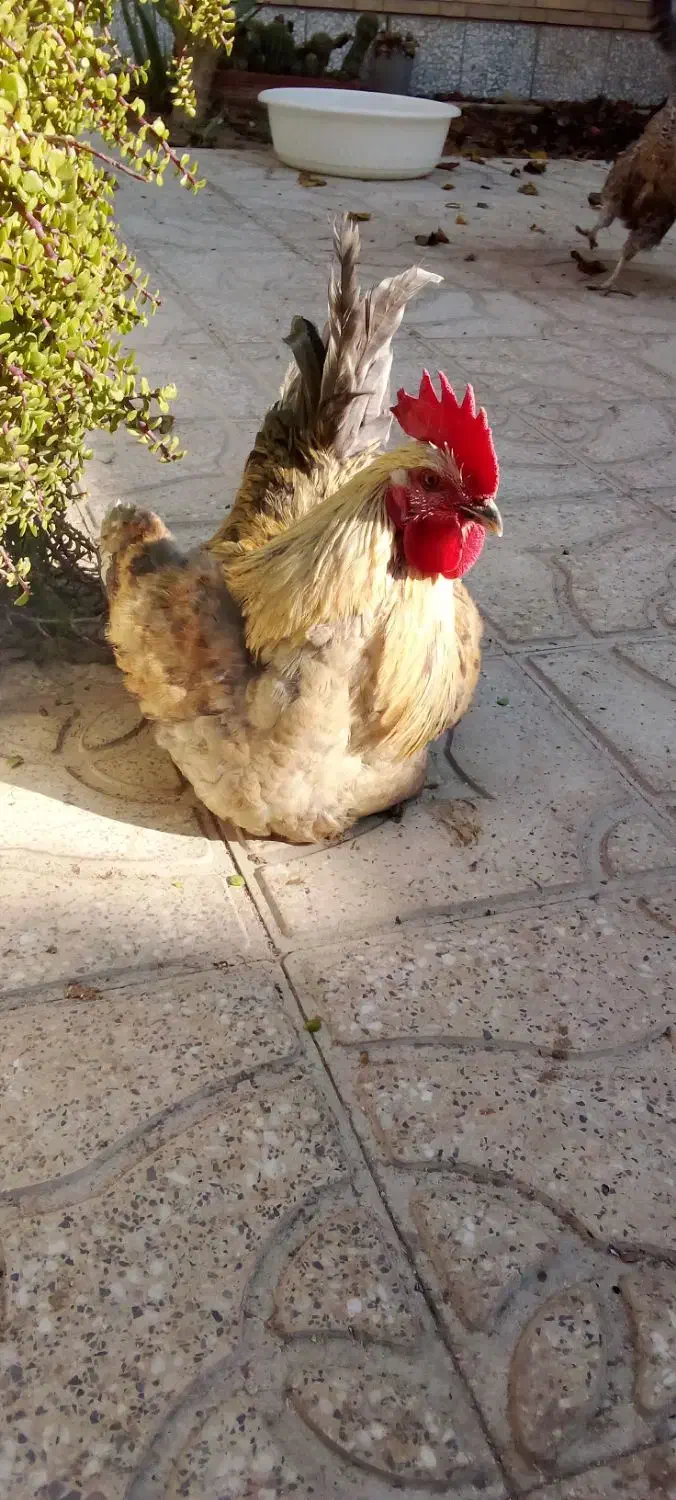 خروس|حیوانات مزرعه|جهرم, |دیوار