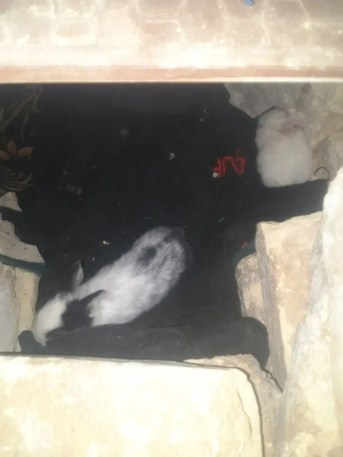 باسلام فروش خرگوش نازو کوچک اندازه کف دست|موش و خرگوش|مهریز, |دیوار