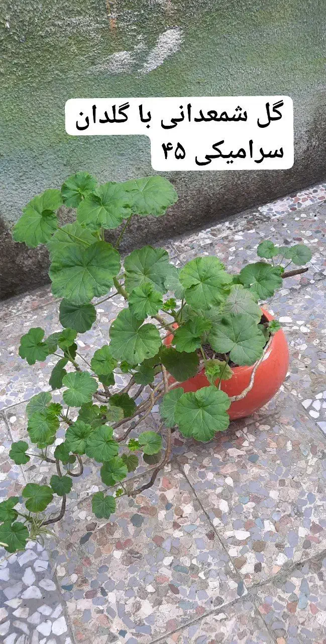 گل/گل الوئه ورا/شمعدانی/گندمی/گلدان سرامیکی|گل و گیاه طبیعی|لاهیجان, کوی آزادگان|دیوار