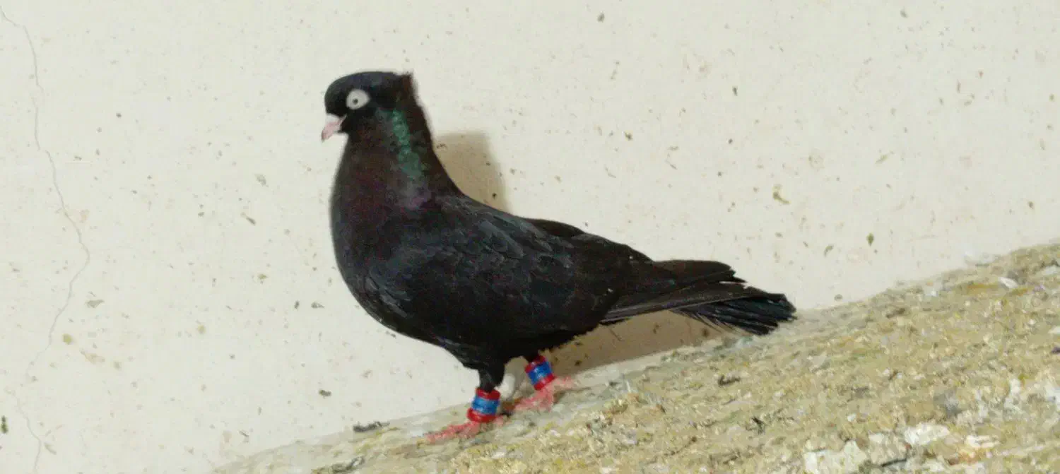 ذاغ ماده|پرنده|مسجد سلیمان, |دیوار