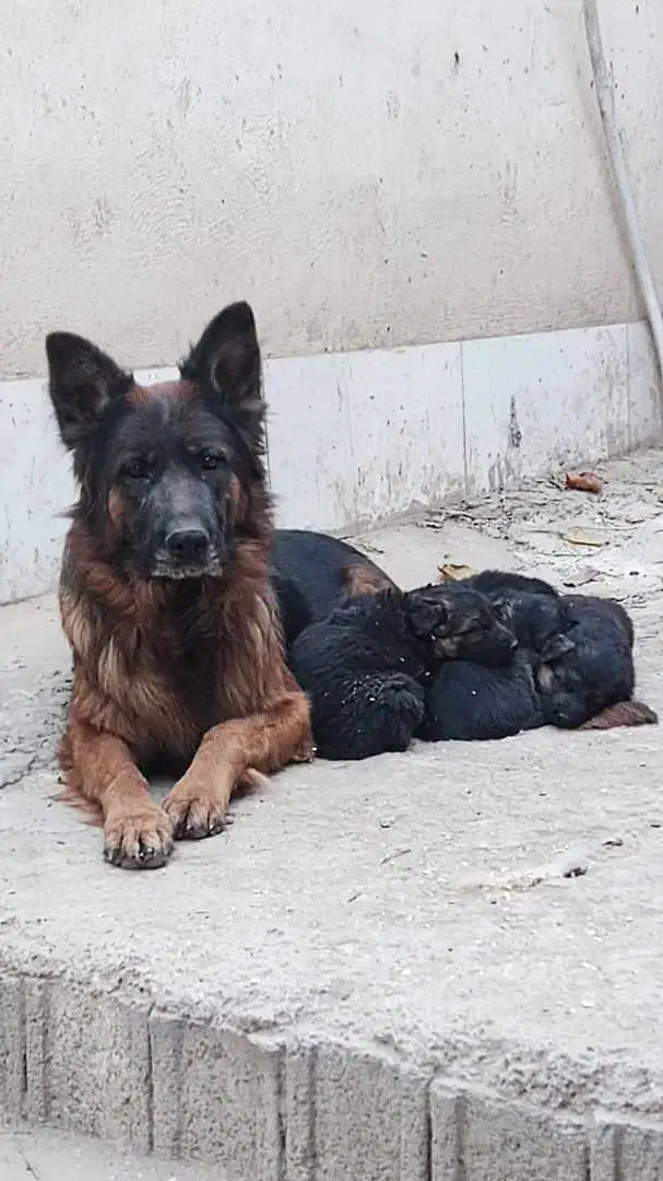 سگ ژرمن اصل|سگ|تهران, تهرانپارس جنوبی|دیوار