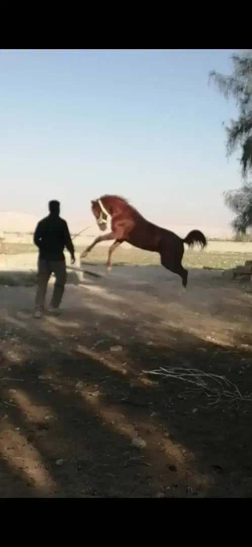 اسب کرد دره شوری اصیل...|اسب و تجهیزات اسبسواری|جهرم, |دیوار