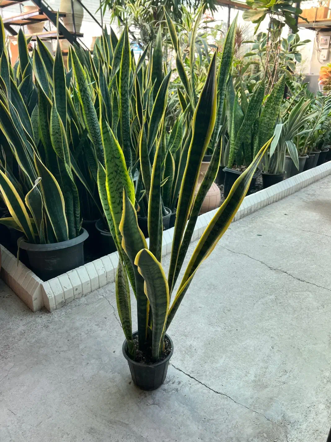 گل سانسوریا طلایی در رشت|گل و گیاه طبیعی|رشت, بیجارپس|دیوار