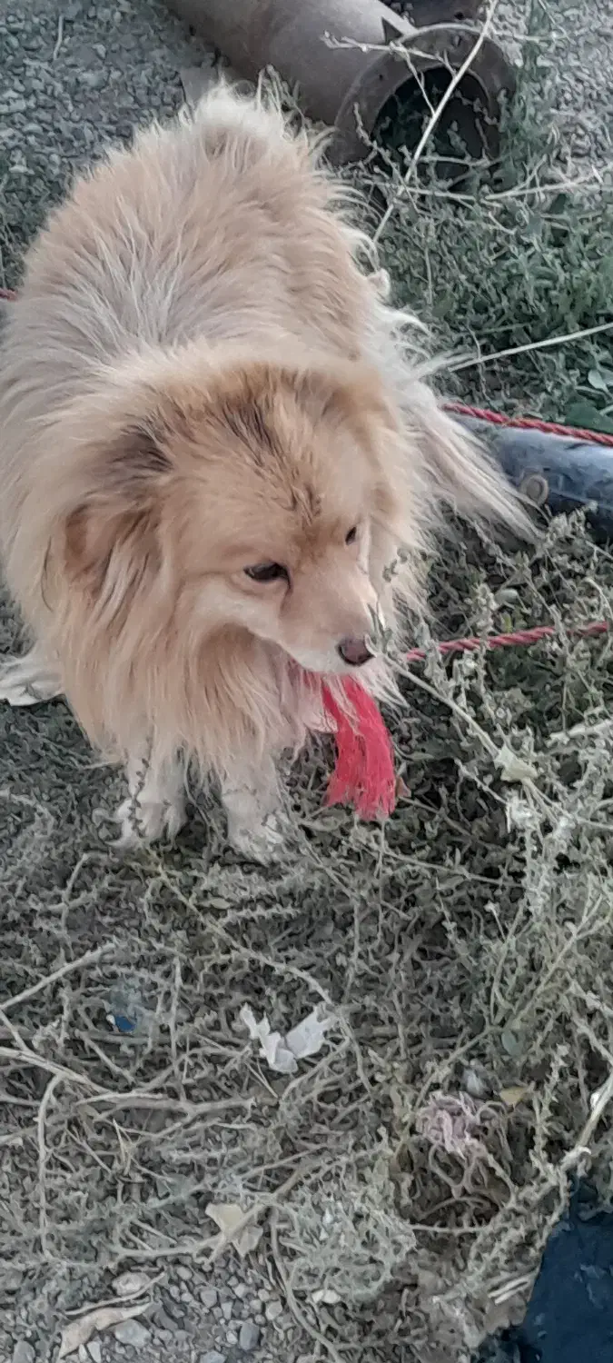 سگ اپارتمانی|سگ|صائین قلعه, |دیوار