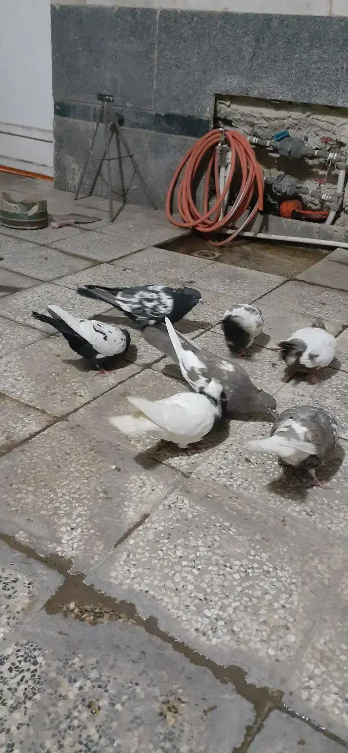 کفترسینه خوب|پرنده|شیراز, گویم|دیوار