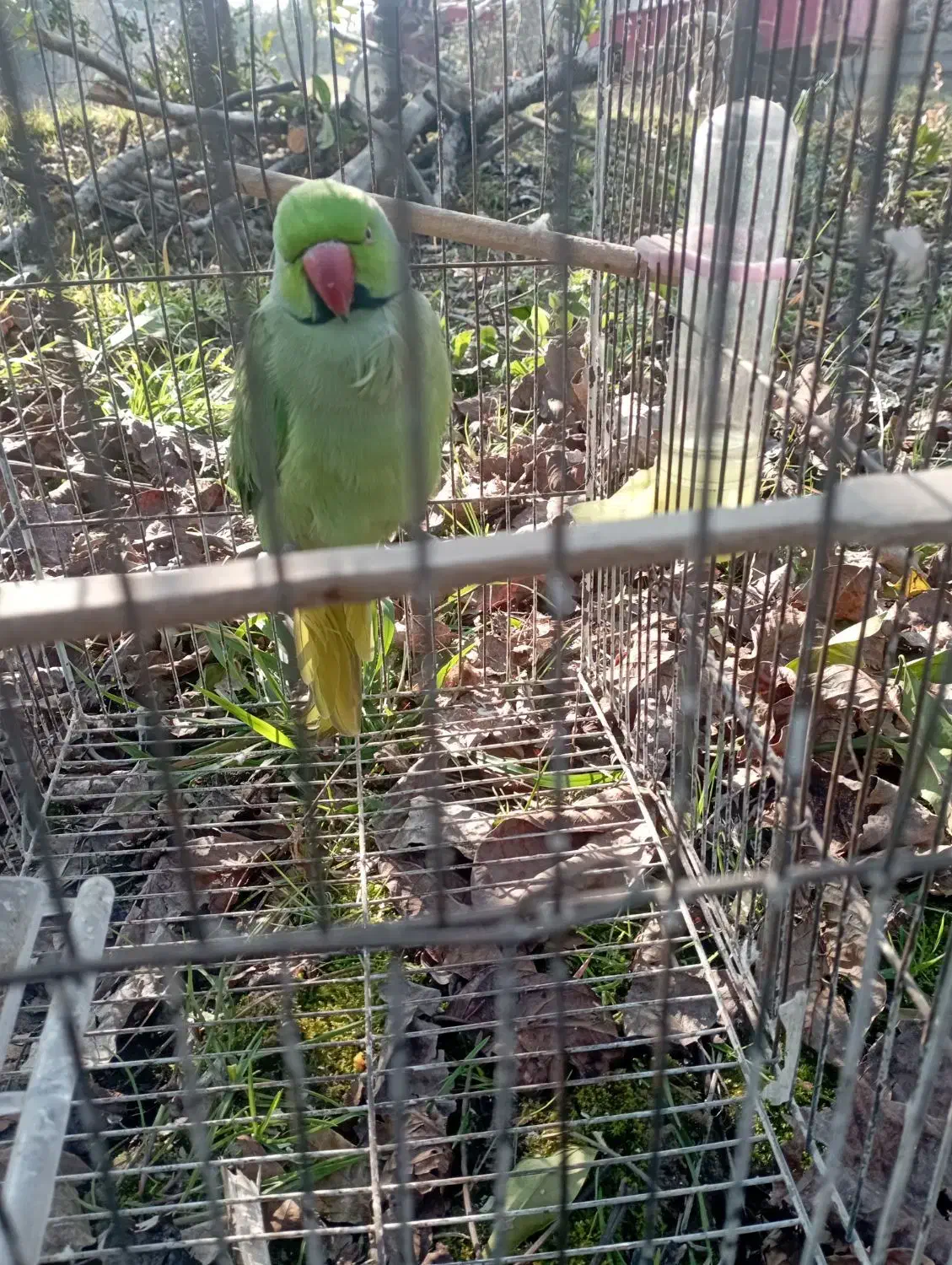 پرنده|پرنده|ساری, |دیوار