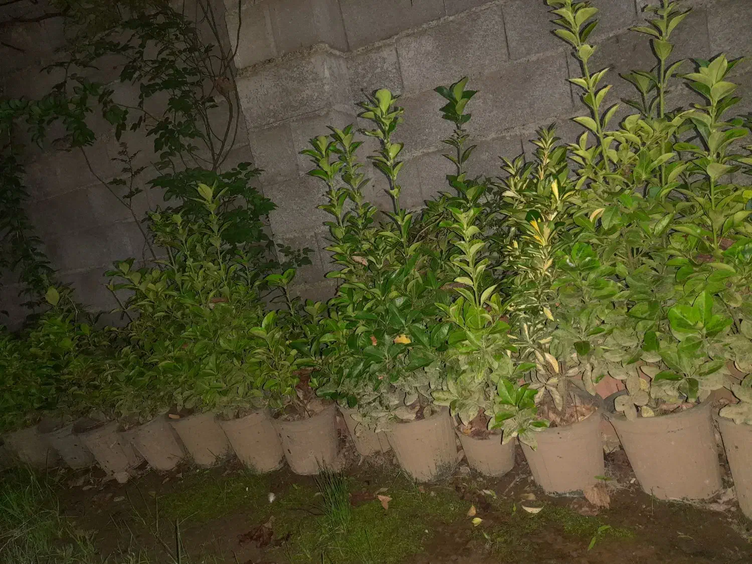 گل شمشاد|گل و گیاه طبیعی|آستانه اشرفیه, |دیوار