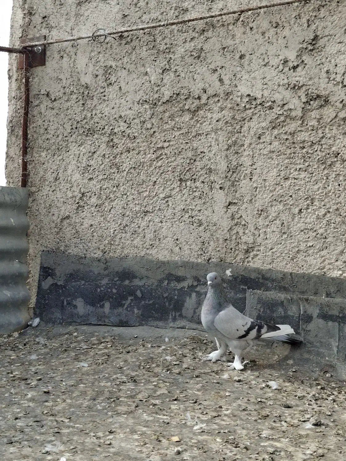 کبوتر ماده|پرنده|شیراز, گلکوب|دیوار