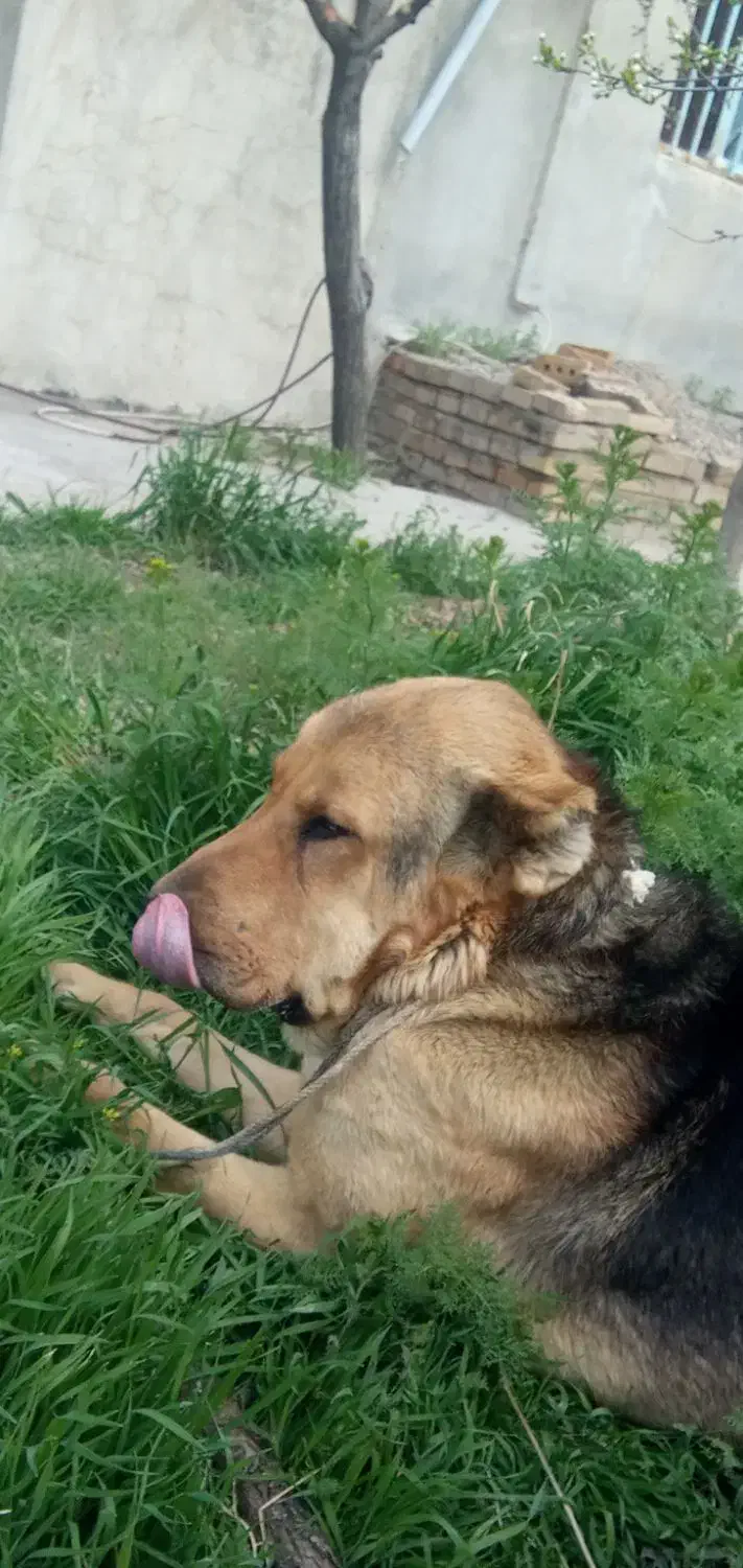 سلام سگ پژدر ۱۷ ماهه چند جفت عروس هلندی|سگ|ایجرود, |دیوار