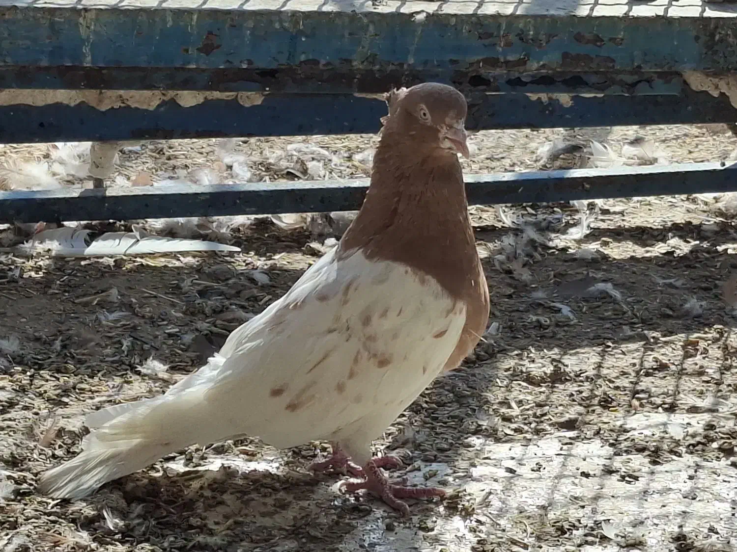 کله زرد|پرنده|بندر ماهشهر, |دیوار