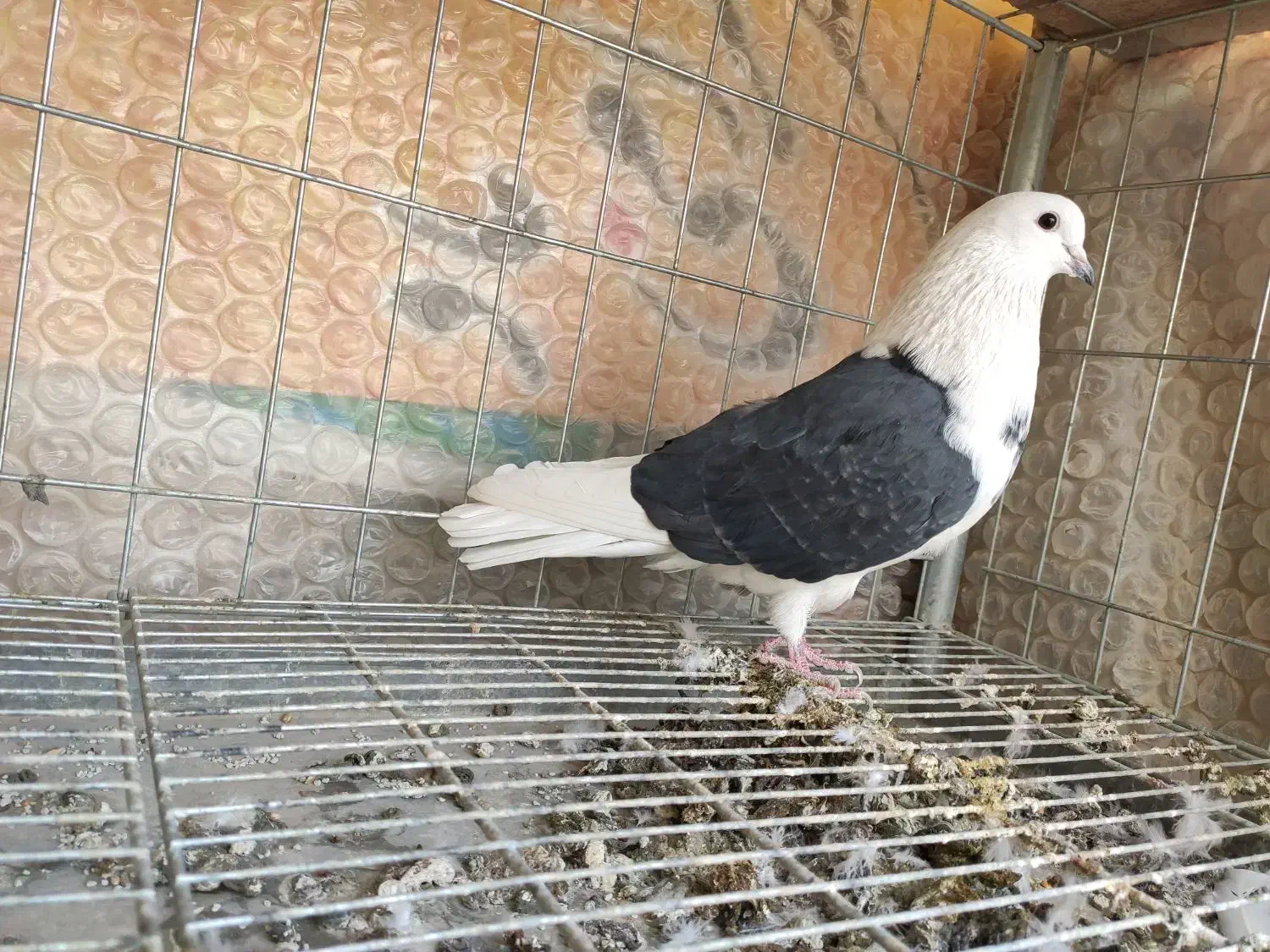 نر دوکت پرشی|پرنده|اصفهان, شاهد|دیوار