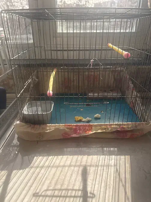 عروس هلندی|پرنده|اردبیل, |دیوار