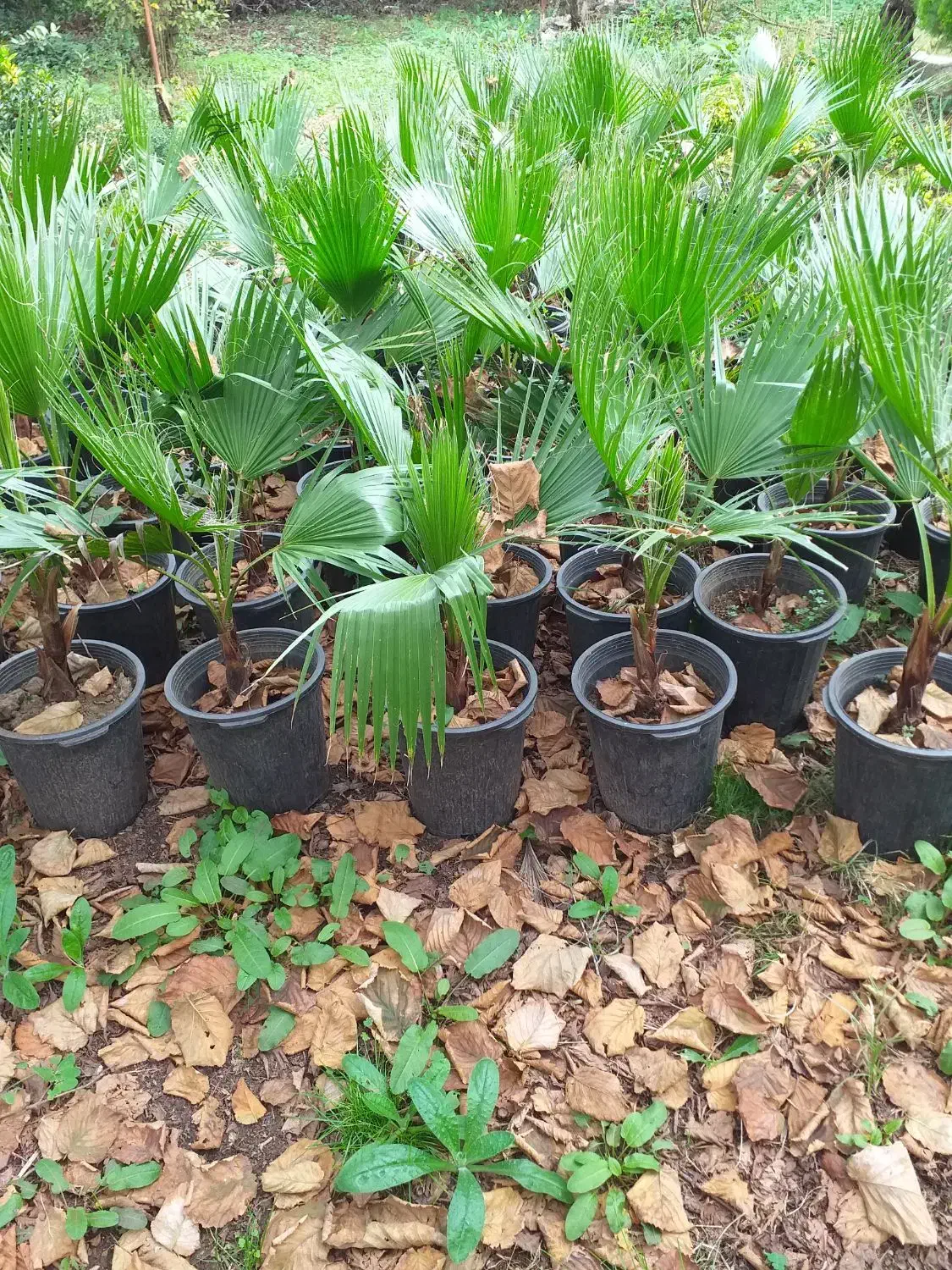 پالم سطل ۱۰|گل و گیاه طبیعی|واجارگاه, |دیوار