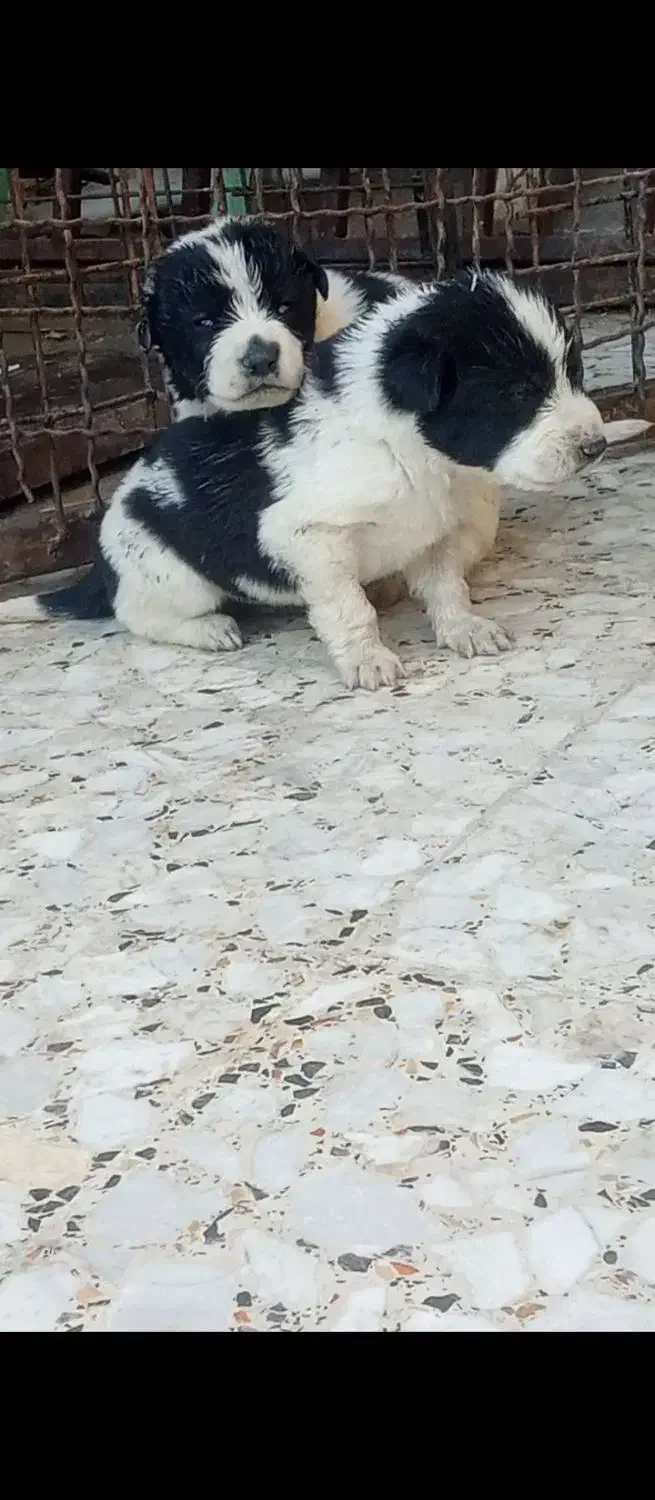 توله قدرجونی اصیل|سگ|اهواز, دانشگاه چمران|دیوار