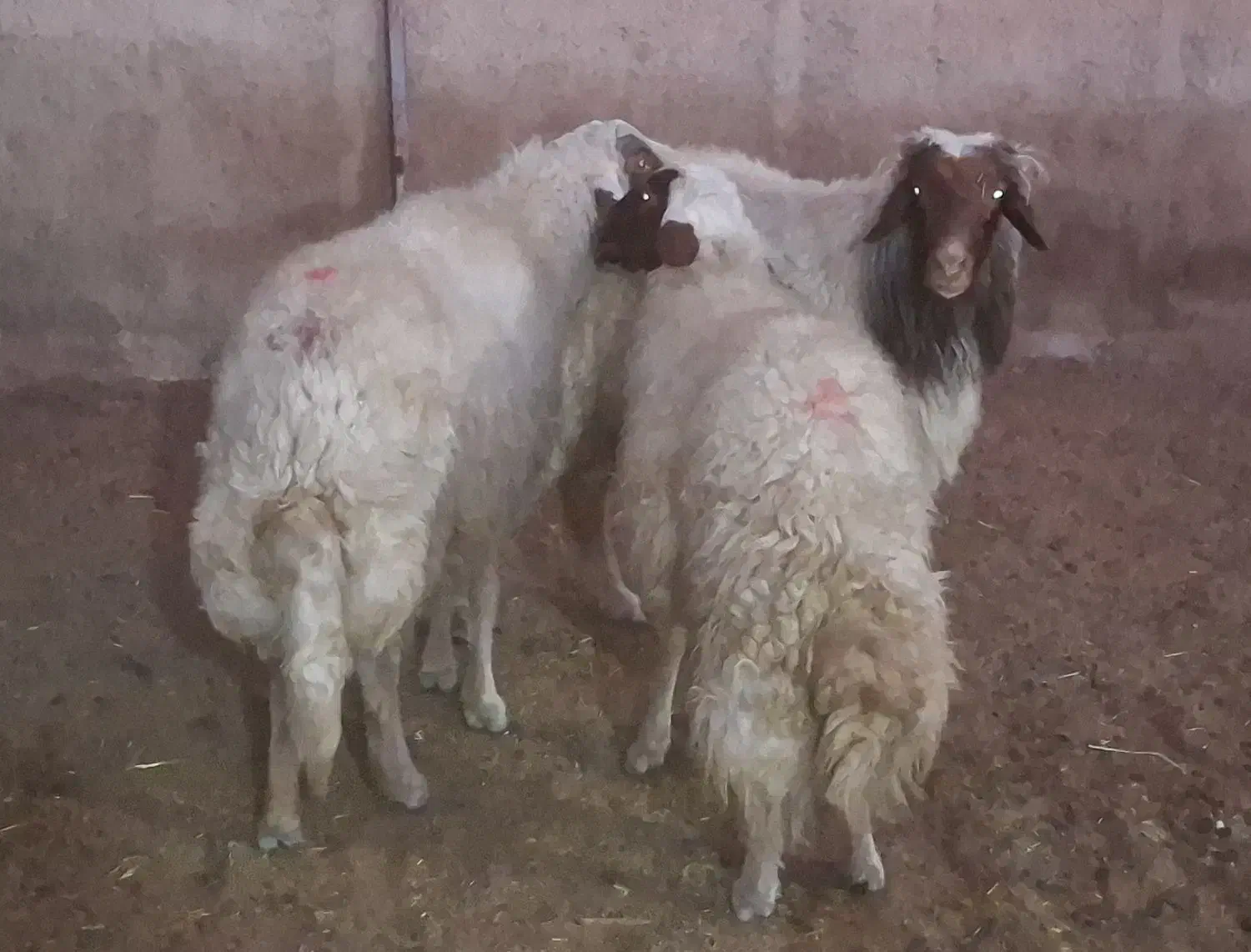 3 راس قوچ و شک ورن|حیوانات مزرعه|دره شهر, |دیوار