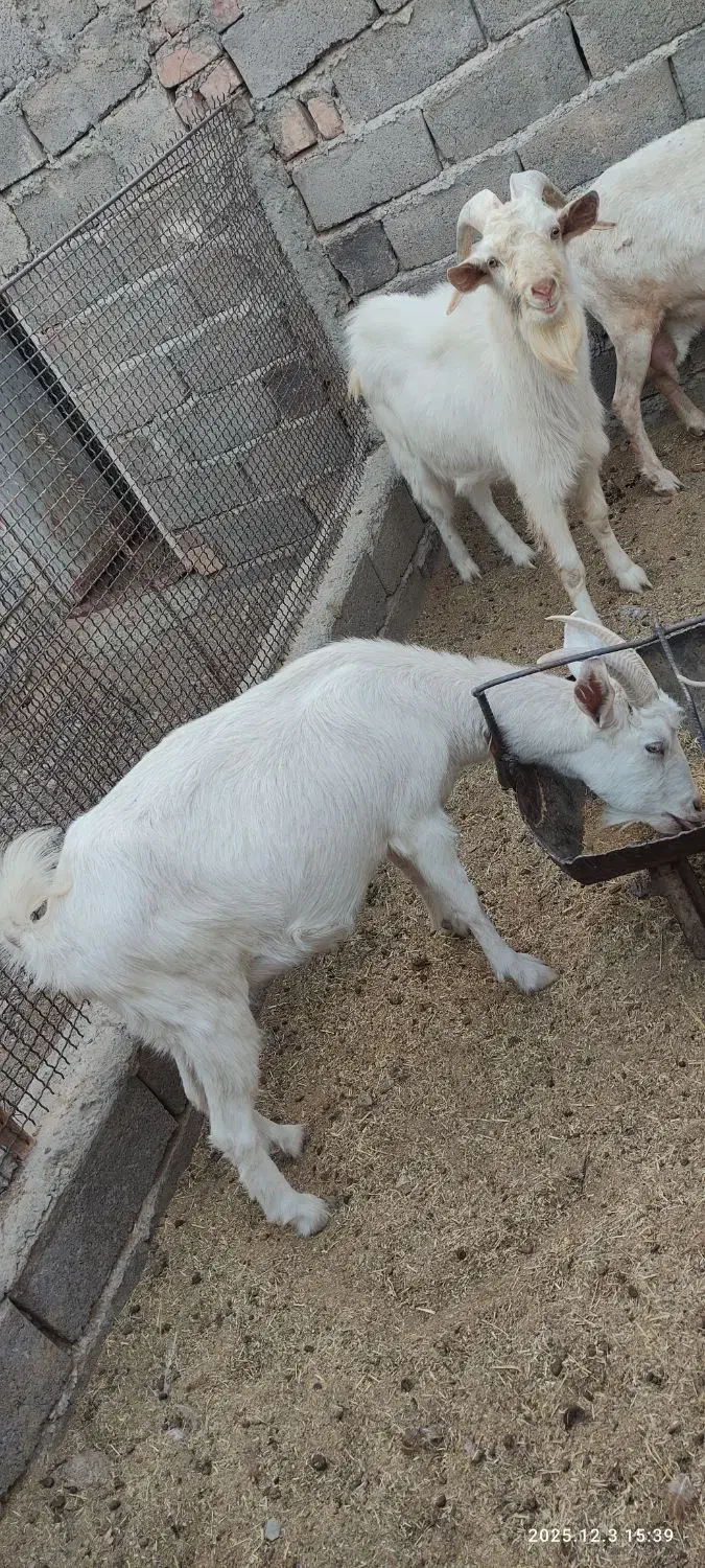 بزدورگ وخالص سانن|حیوانات مزرعه|درمیان, |دیوار