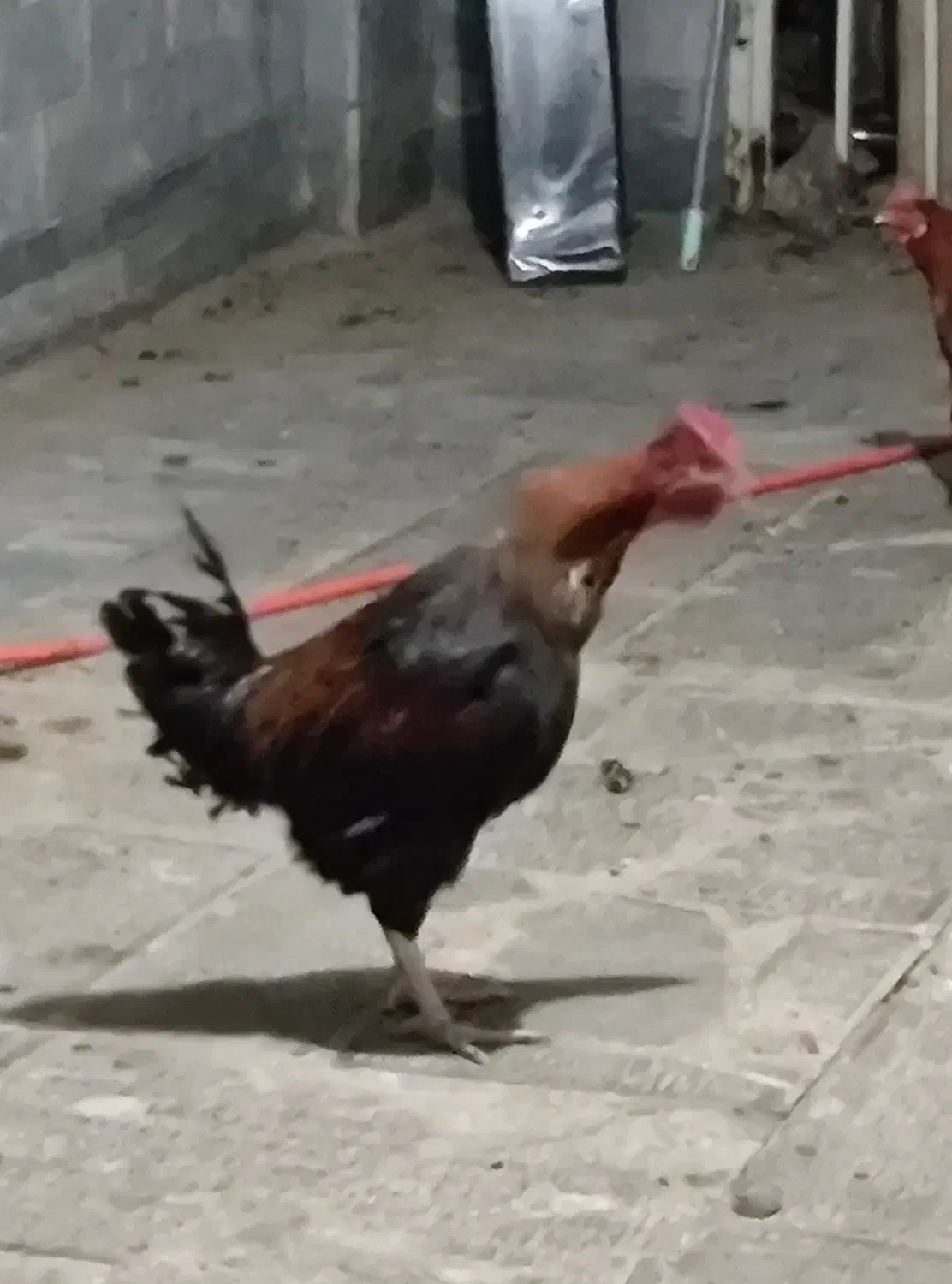 خروس محلی معاوضه با مرغ|حیوانات مزرعه|کلیائی, |دیوار