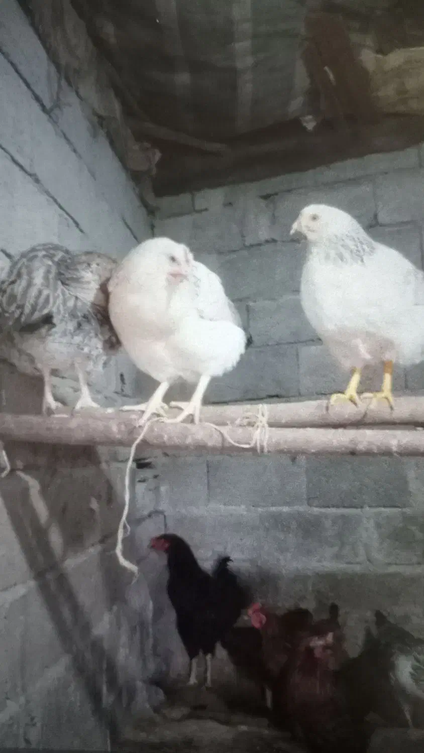 نیمچه ومرغ وخروس|حیوانات مزرعه|لنگرود, |دیوار