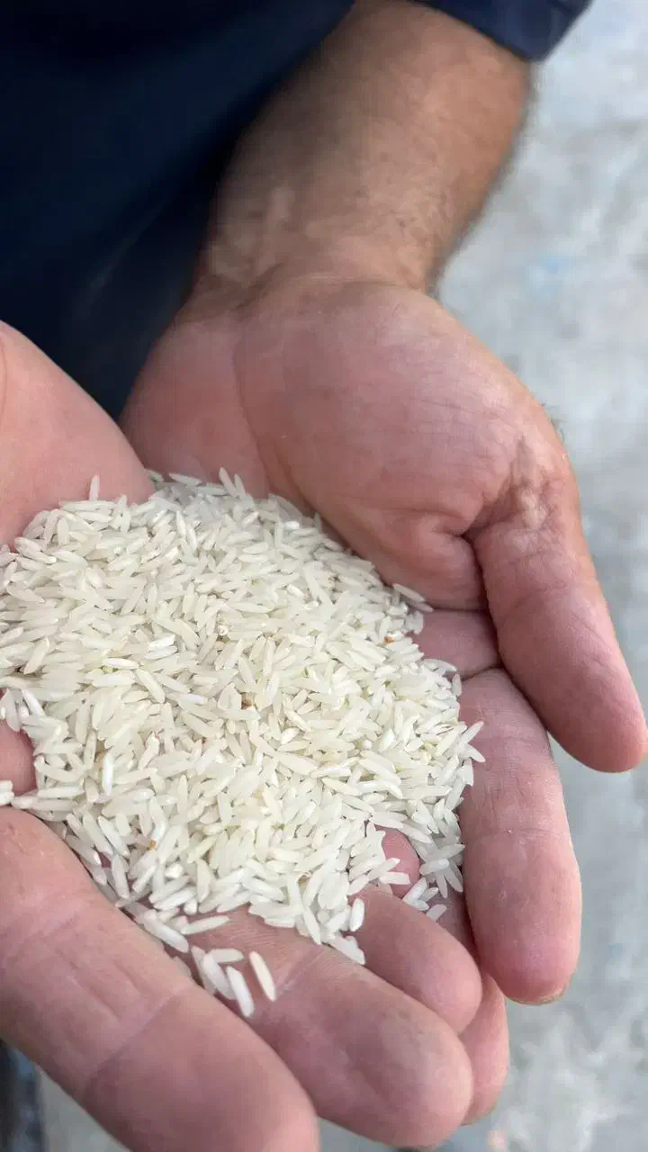 برنج شیرودی سوپر لوکس|خوردنی و آشامیدنی|بهشهر, |دیوار