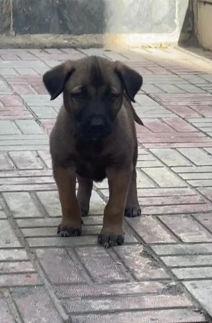 سگ مالینویز سگ جستجوگر|سگ|کرج, چمران|دیوار