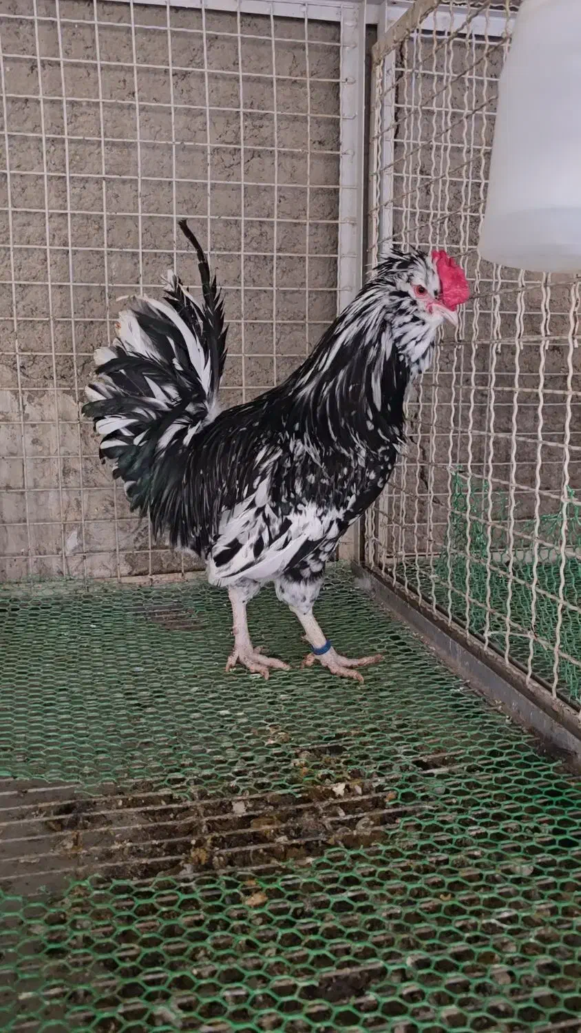 خروس گلین چهل تاج مشکی خال سوزنی|حیوانات مزرعه|تهران, پاسداران|دیوار