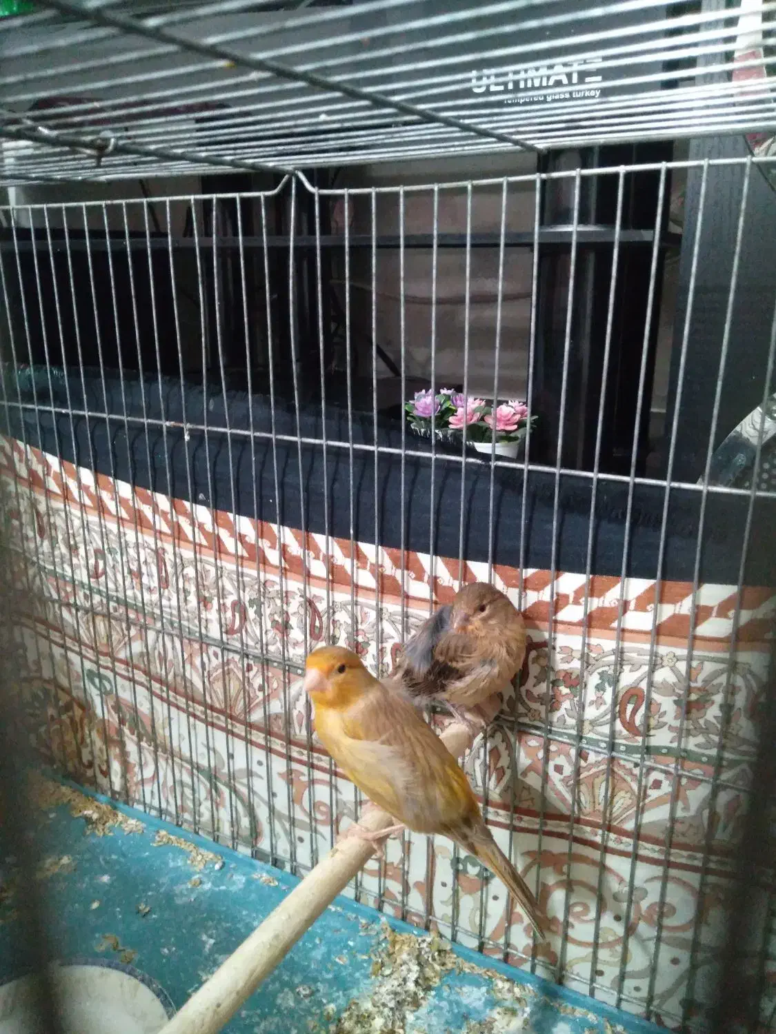 قناری|پرنده|شیراز, شهدای شهرک سعدی|دیوار