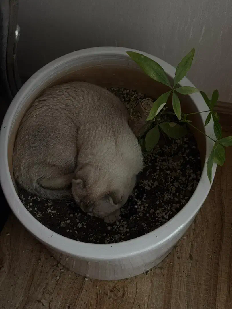 گربه اسکاتی کالر پوینت تبتی|گربه|تبریز, |دیوار