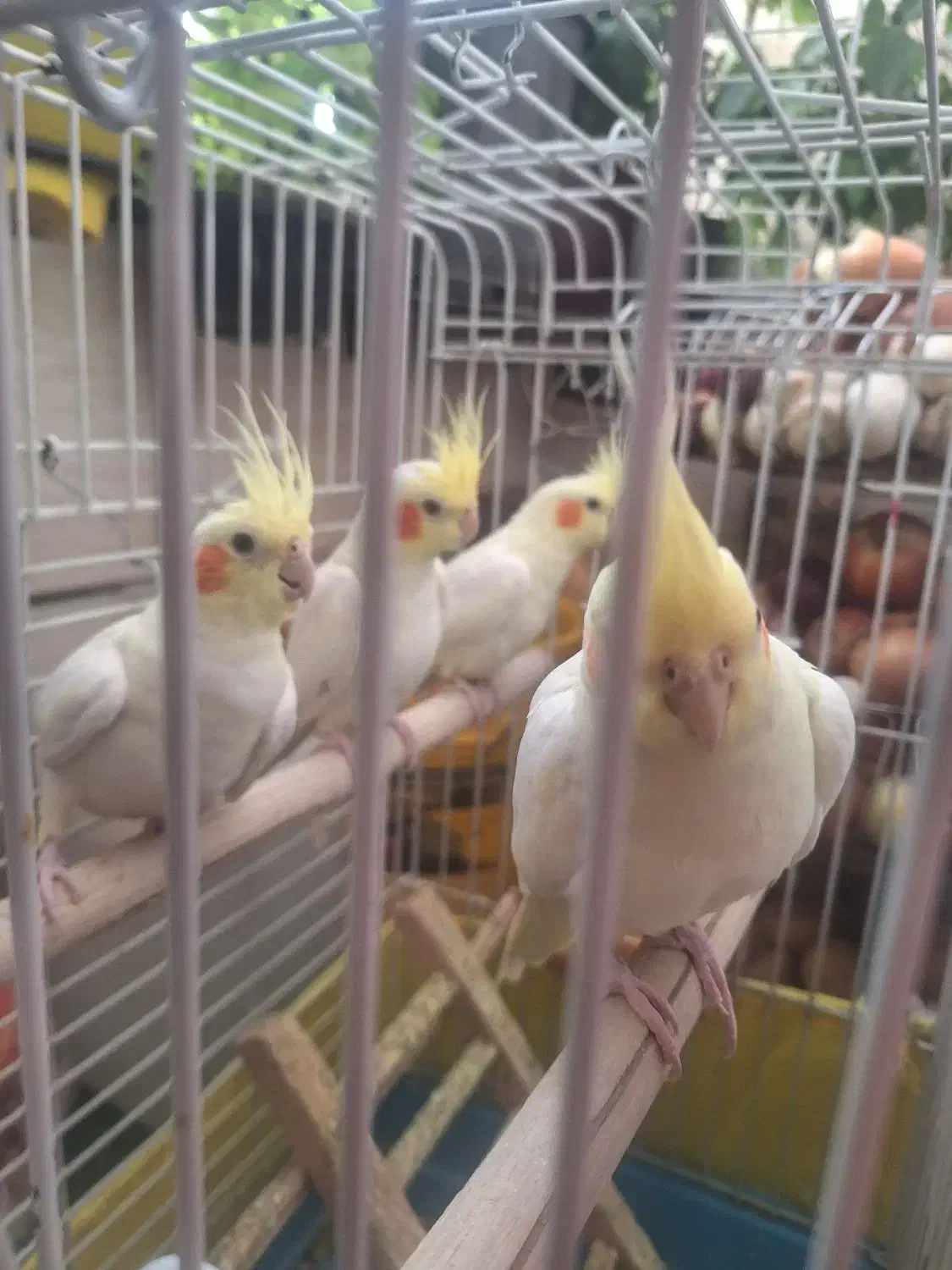 عروس هلندی 4 عدد جفت|پرنده|اندیشه, شهرک مریم|دیوار