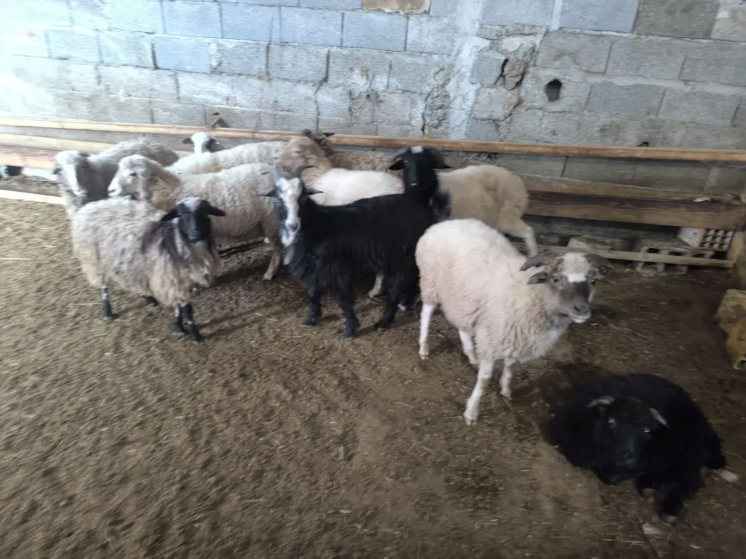 یکساله های نر ماده تالشی|حیوانات مزرعه|شاندرمن, |دیوار