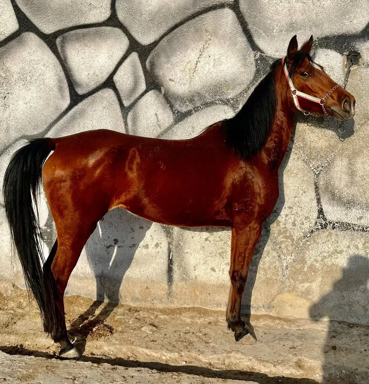 اسب مادیان|اسب و تجهیزات اسبسواری|شهریار, کردزار|دیوار