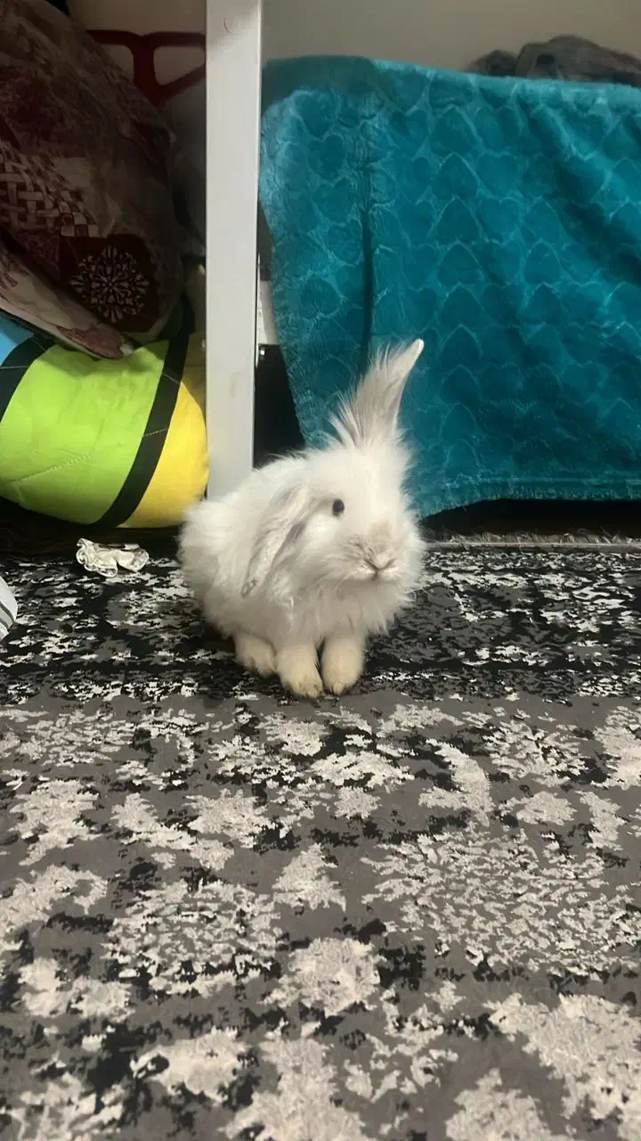 خرگوش زیبای سفید|موش و خرگوش|تهران, حسن‌آباد|دیوار