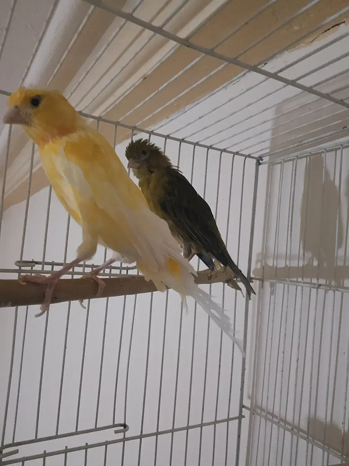 قناری|پرنده|تربت‌حیدریه, باغ سلطانی|دیوار