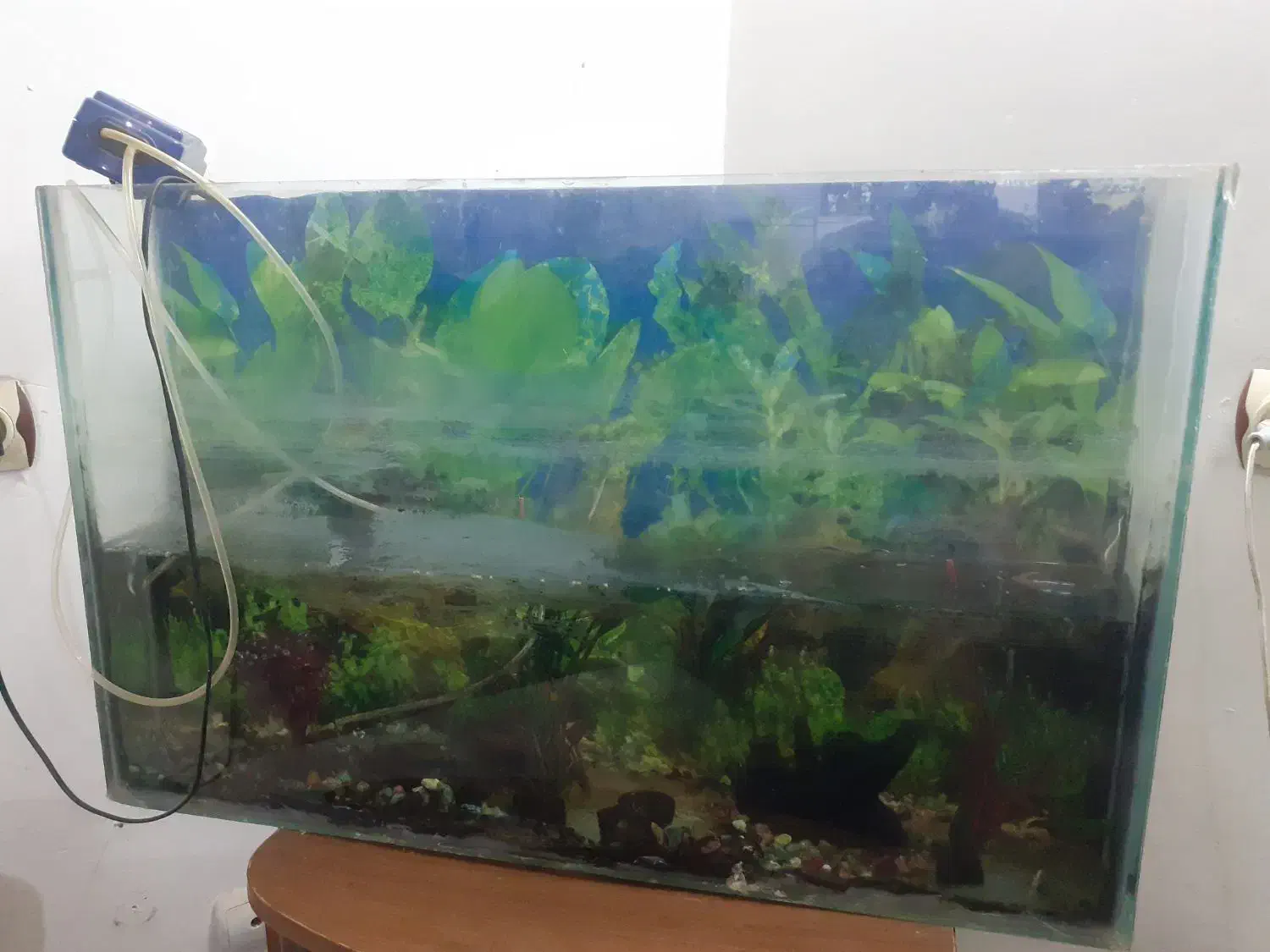 آکواریوم|لوازم جانبی حیوانات|کرج, شهرک البرز ۳|دیوار