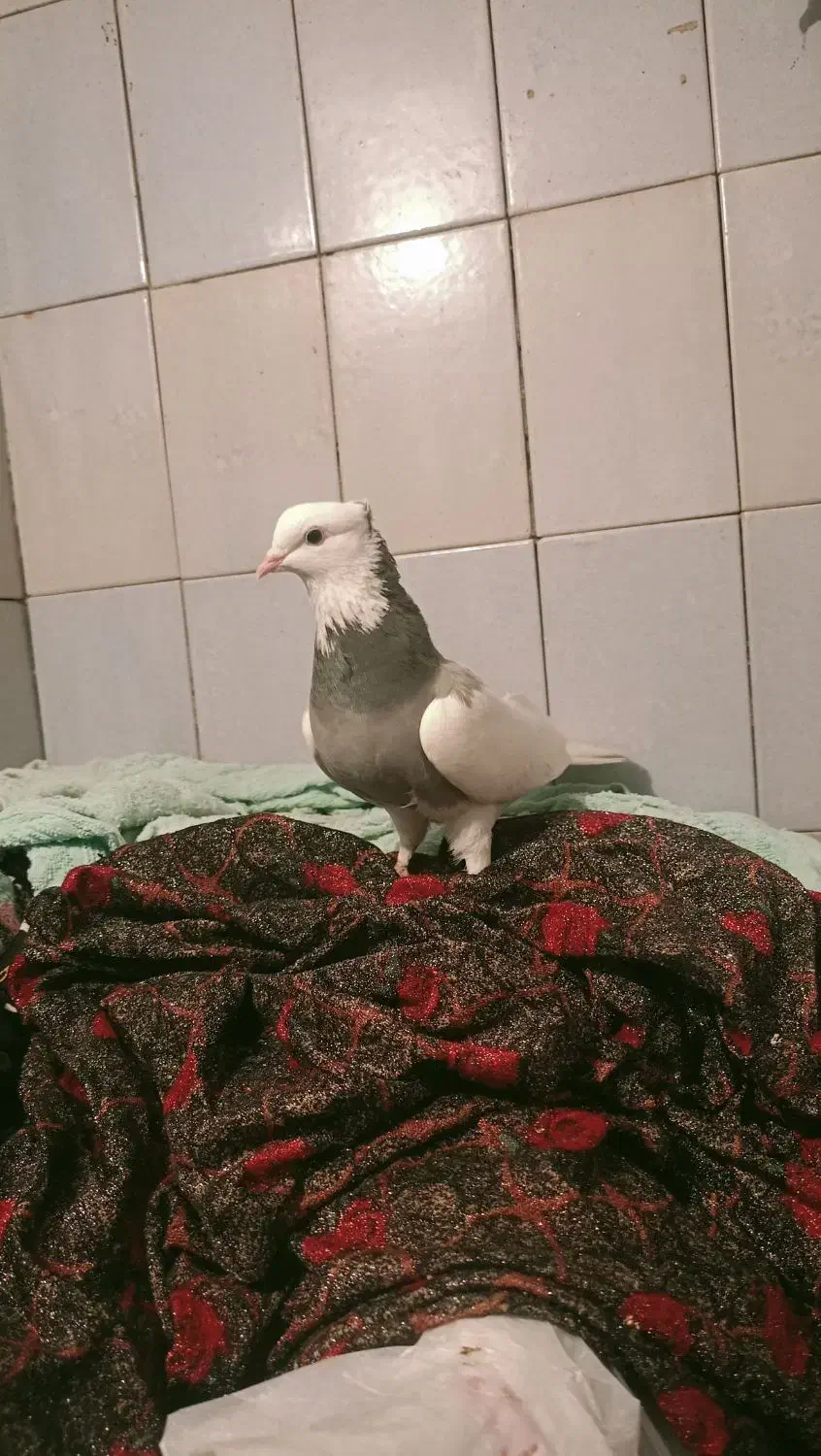 کبوتر طوقی|پرنده|صحنه, |دیوار