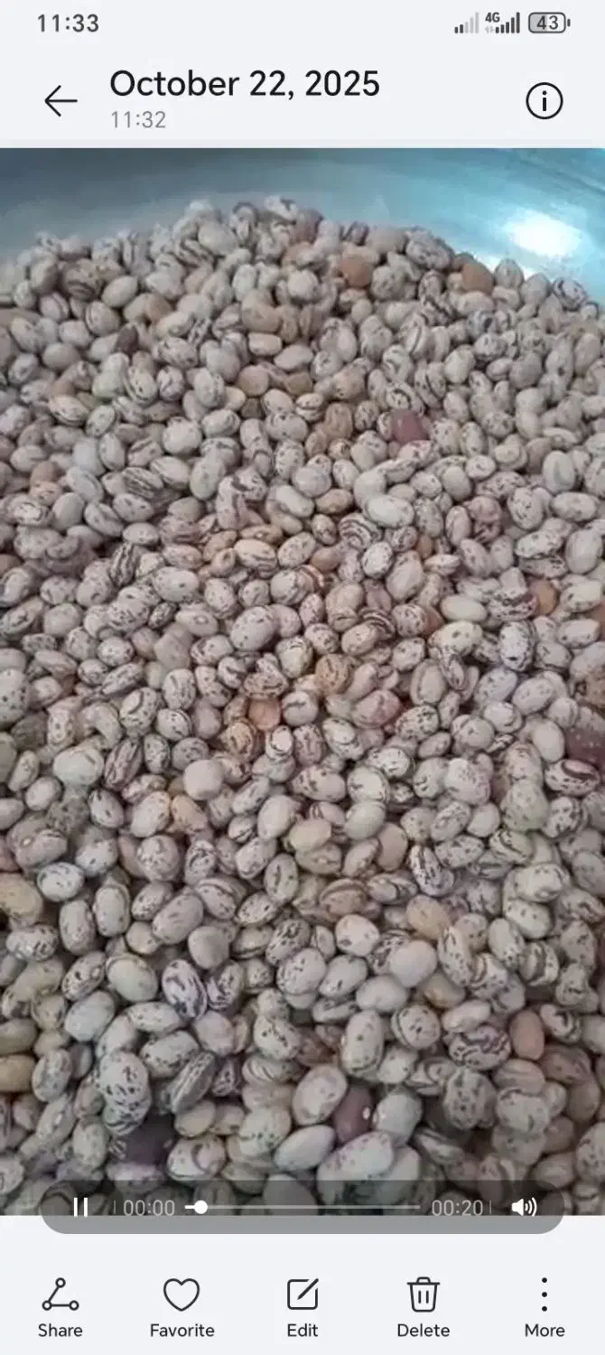 لوبیا چیتی سرحدی|عمدهفروشی|شیراز, باجگاه|دیوار