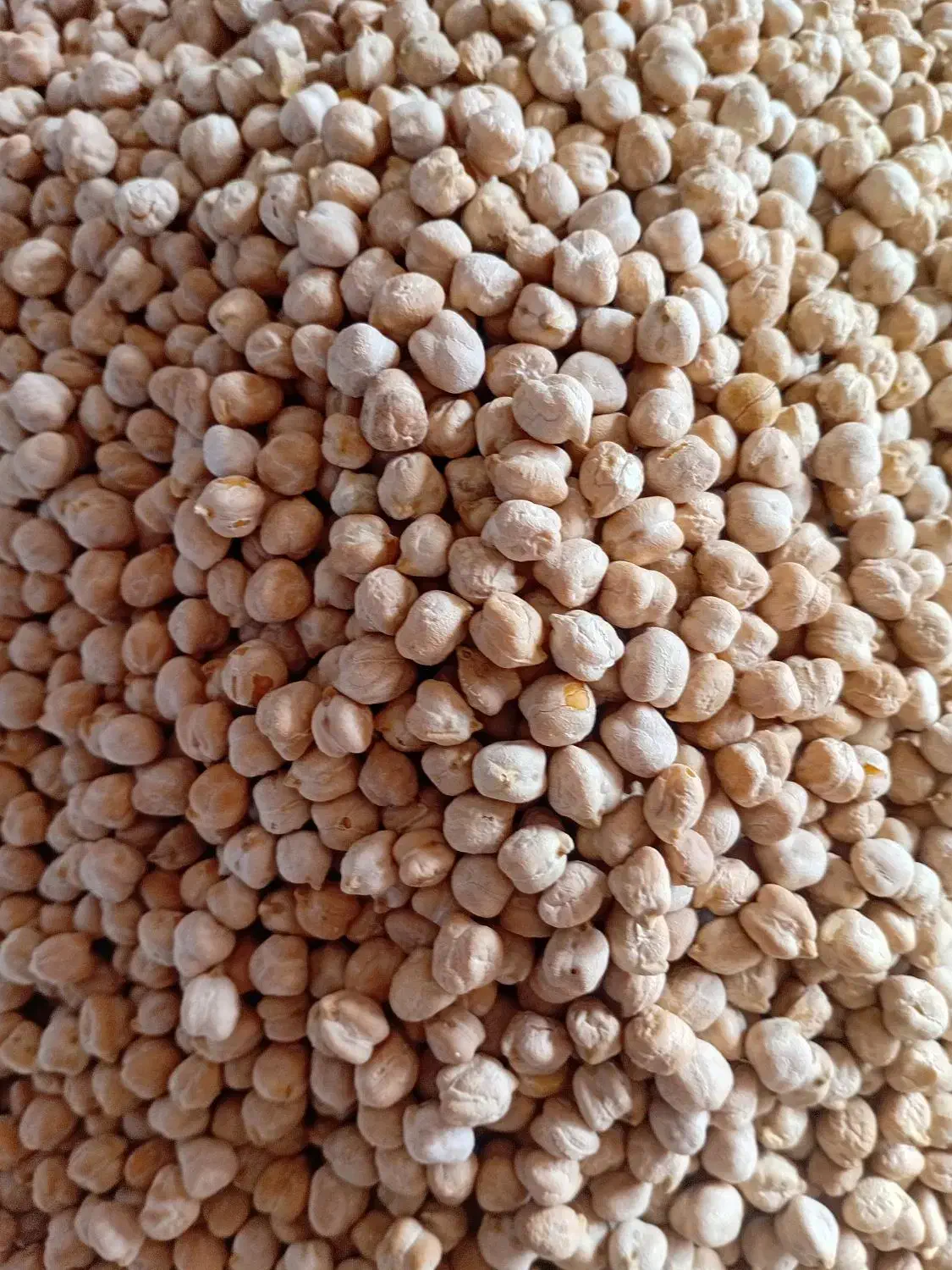 نوشابه پپسی نخود لوبیا|خوردنی و آشامیدنی|اندیکا, |دیوار