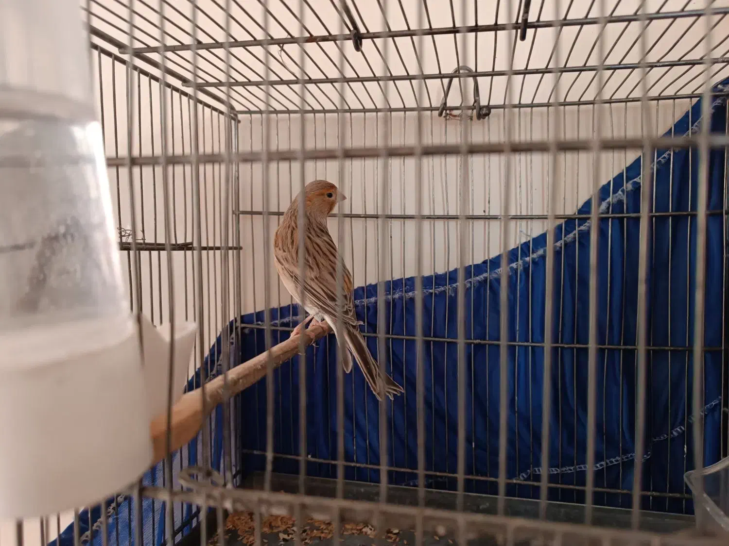 قناری ماده تن نخورده اماده اماده|پرنده|پاکدشت, پاکدشت (مامازند)|دیوار