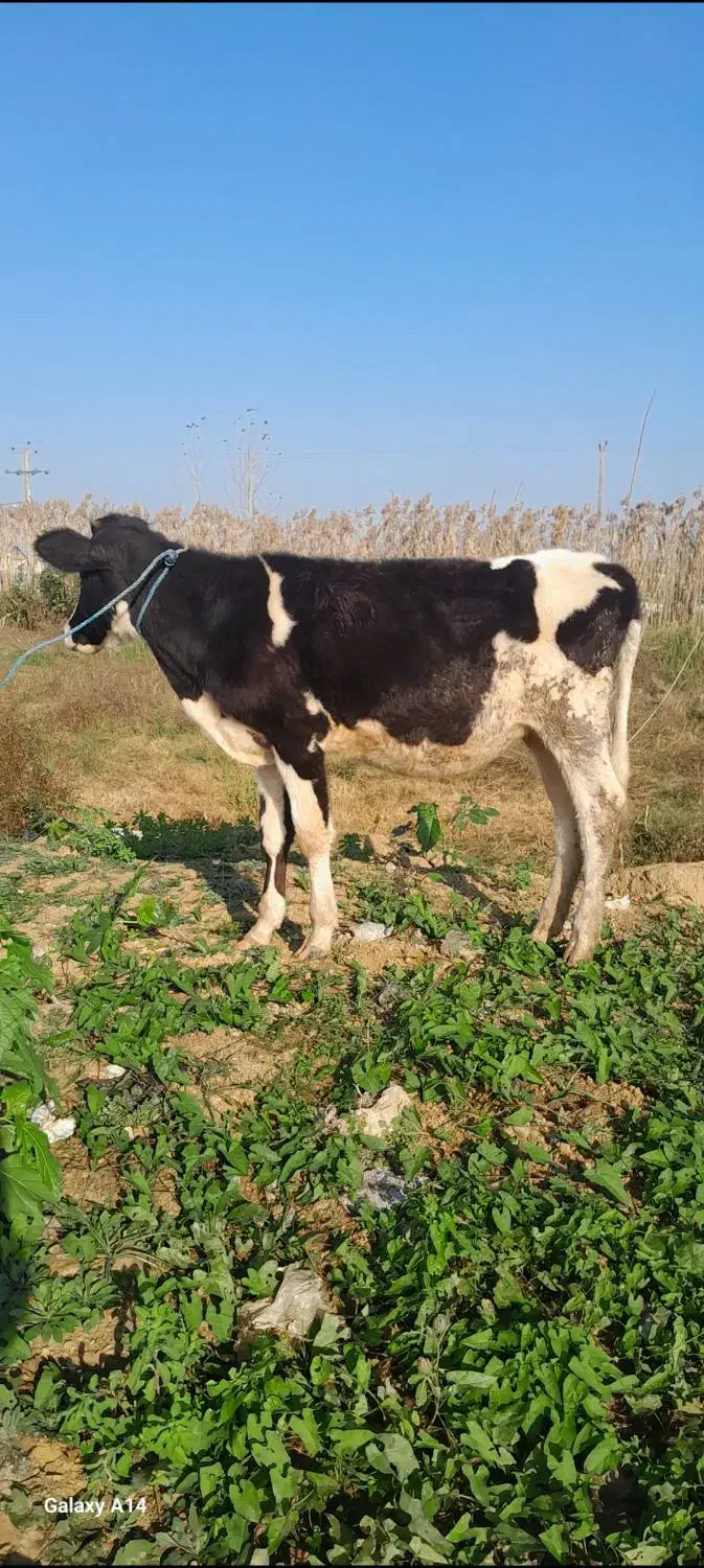 لیشه هولشتاین گوساله گاو|حیوانات مزرعه|رشت, کوی مهر|دیوار