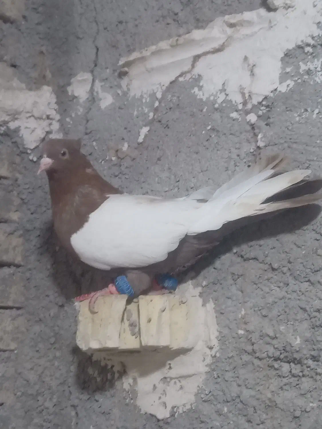 گبوتر گرفتنی شب|پرنده|خرمشهر, |دیوار